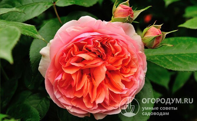 За ностальгическую старинную форму и изысканную красоту розы «Чиппендейл» в отзывах часто сравнивают с классическими английскими разновидностями Дэвида Остина