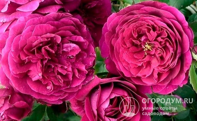 У распустившихся роз лепестки приобретают глубокий пурпурный цвет, характерный для галльских роз (R. Gallica)