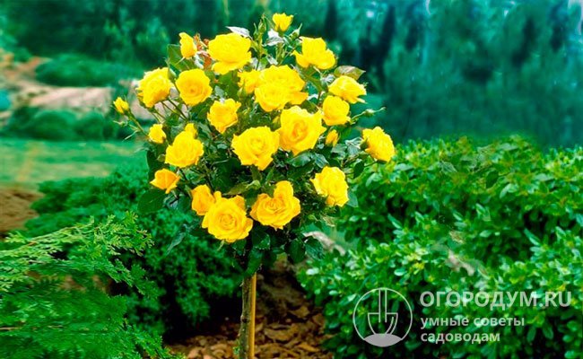 На фото – роза «Керио», выращиваемая в штамбовой форме