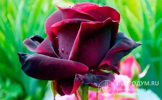 Чайно-гибридная роза «Черный принц» – фото наглядно демонстрирует бархатистую текстуру лепестков