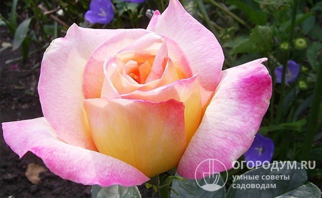 Цветы отличаются характерной окраской лепестков – бледно-желтой с розовой каймой
