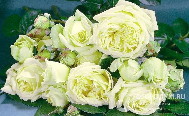 Сорт хорошо подходит для срезки, розы сохраняют свежесть и изящную форму в вазе с водой на протяжении недели, прекрасно смотрятся в букетных композициях с другими цветами