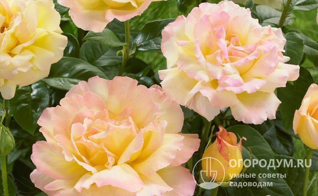 Чайно-гибридная роза «Глория Дей» отличается обильным и продолжительным цветением, а ее крупные цветки демонстрируют изменчивость окраски и интенсивность аромата