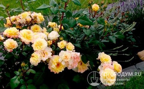 «Акварель» прекрасно смотрится в сочетаниях с мелкоцветковыми многолетниками, низкорослыми хвойными растениями, почвопокровниками, другими сортами чайно-гибридных роз