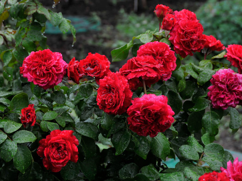 Роза Леонардо да Винчи ред обладает повышенной выносливостью, а также обильными цветением