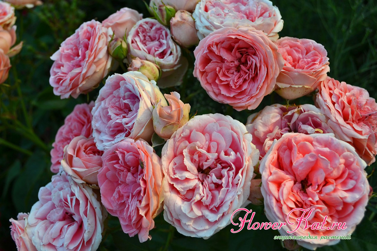 Плотное расположение роз в соцветии флорибунда Кимоно - фото