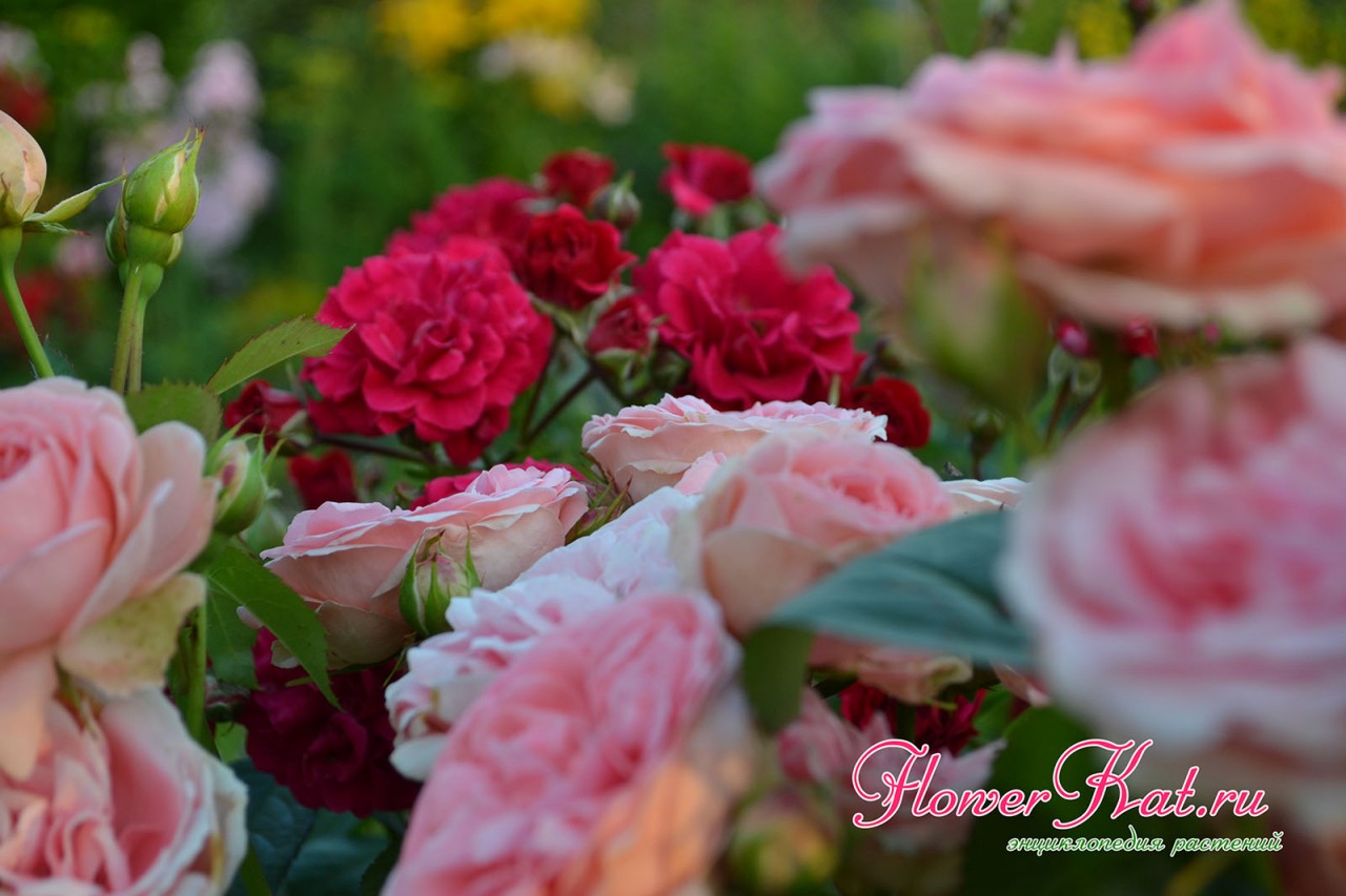 Роза Кимоно - легкий налет таинственности и обильное цветение - фотография