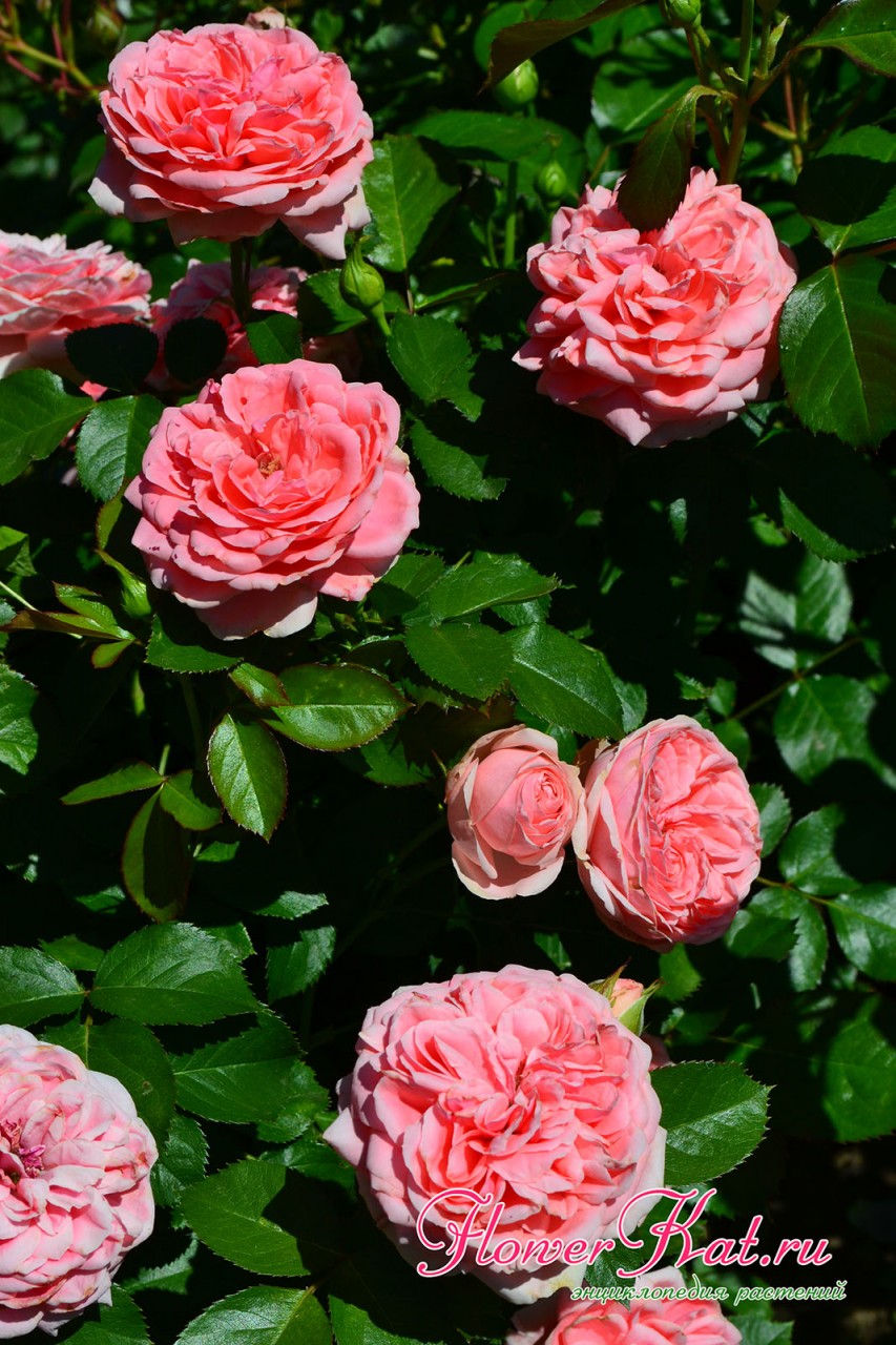 При понижении температуры воздуха Цветы розы Кимоно приобретают более насыщенный оттенок - фото