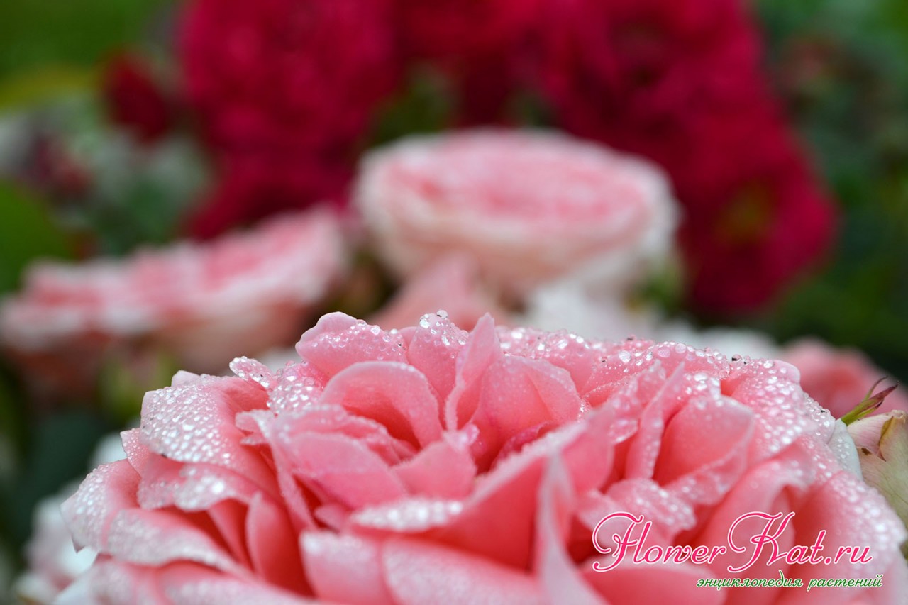 Фото цветцщей розы Кимоно крупным планом