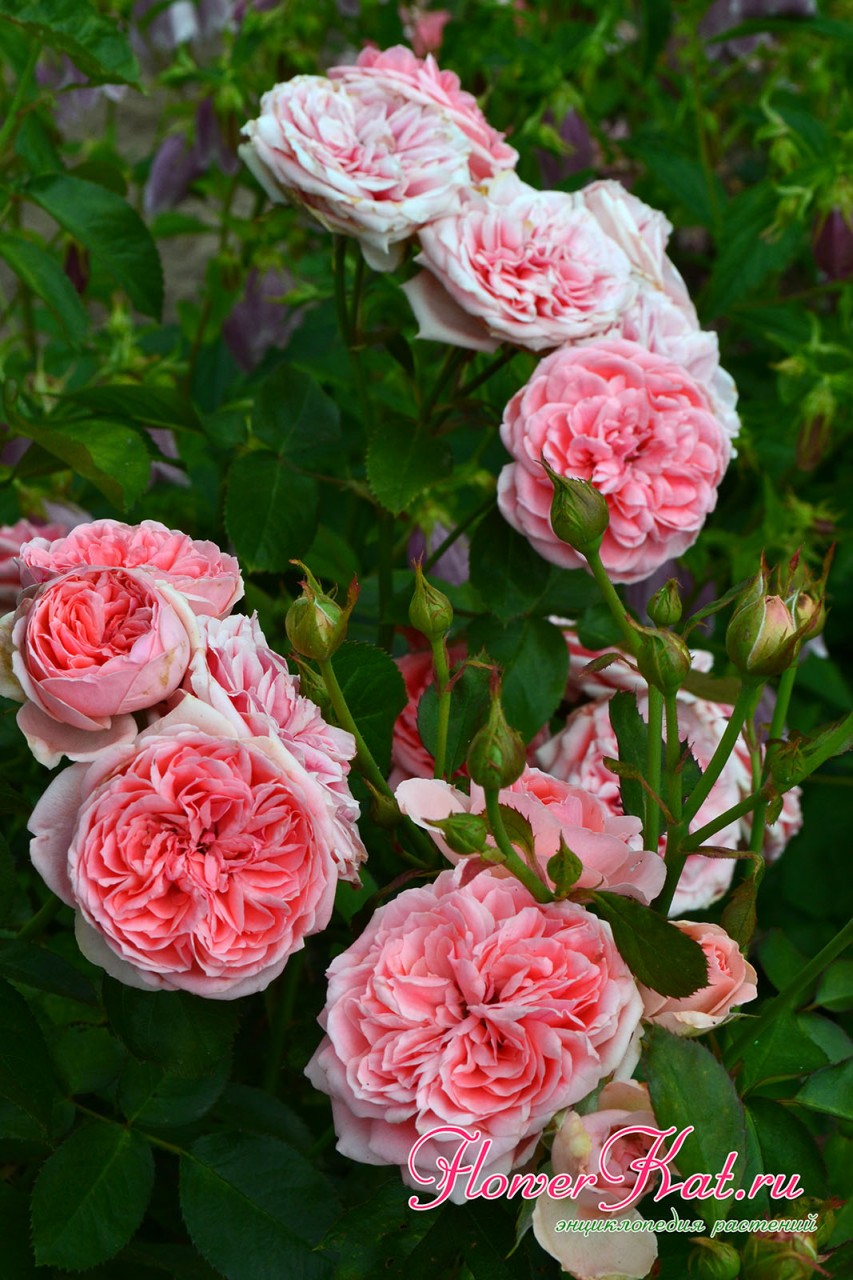 Палитра цветовых переходов от лососевого к розовому на цветах розы Кимоно