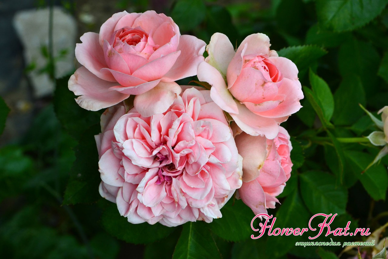 Молодые и отцветающие бутоны розы Кимоно на одной ветке - фото