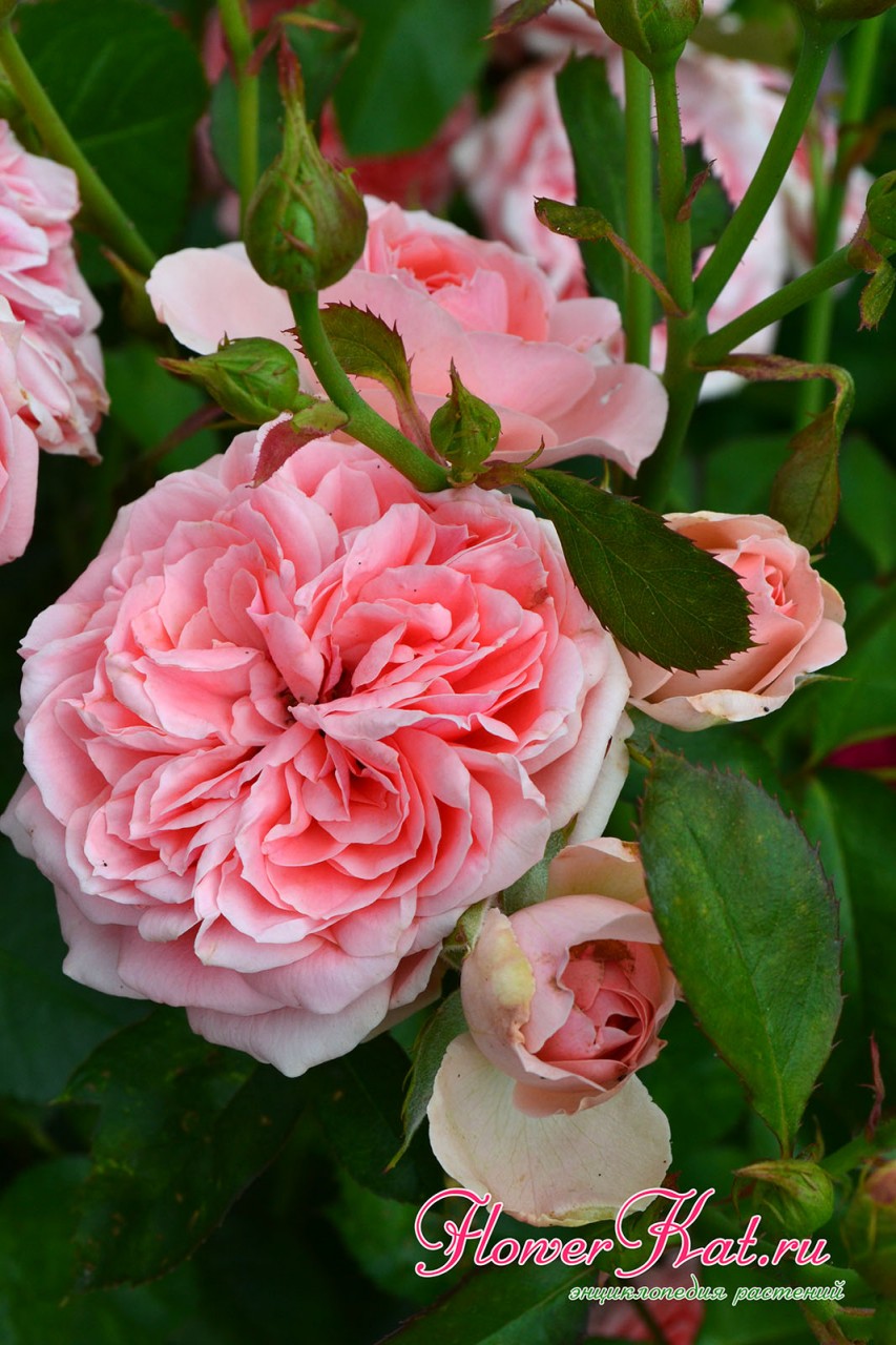 Формирование новых бутонов розы Кимоно в первую волну цветения - фото