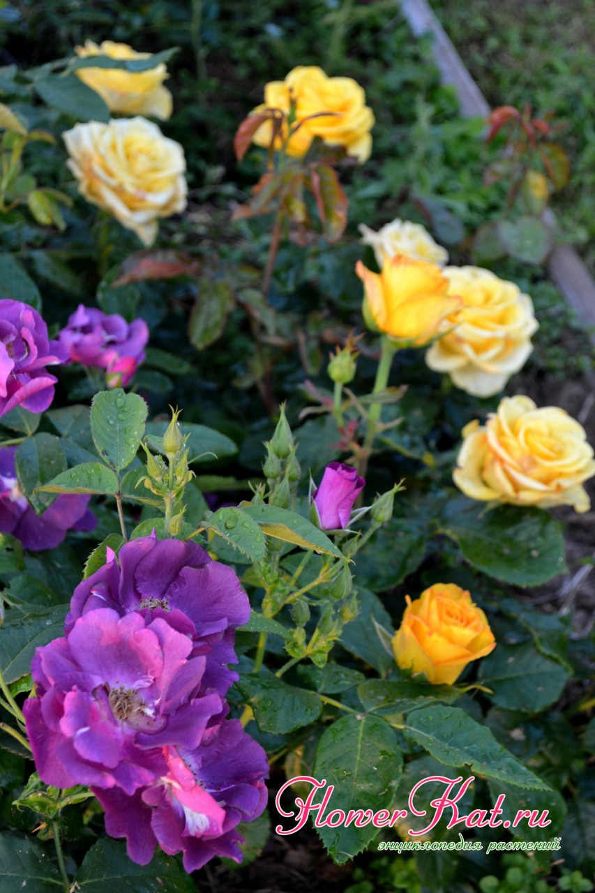 Сочетание цветов шраба Рапсодия с желтыми розами