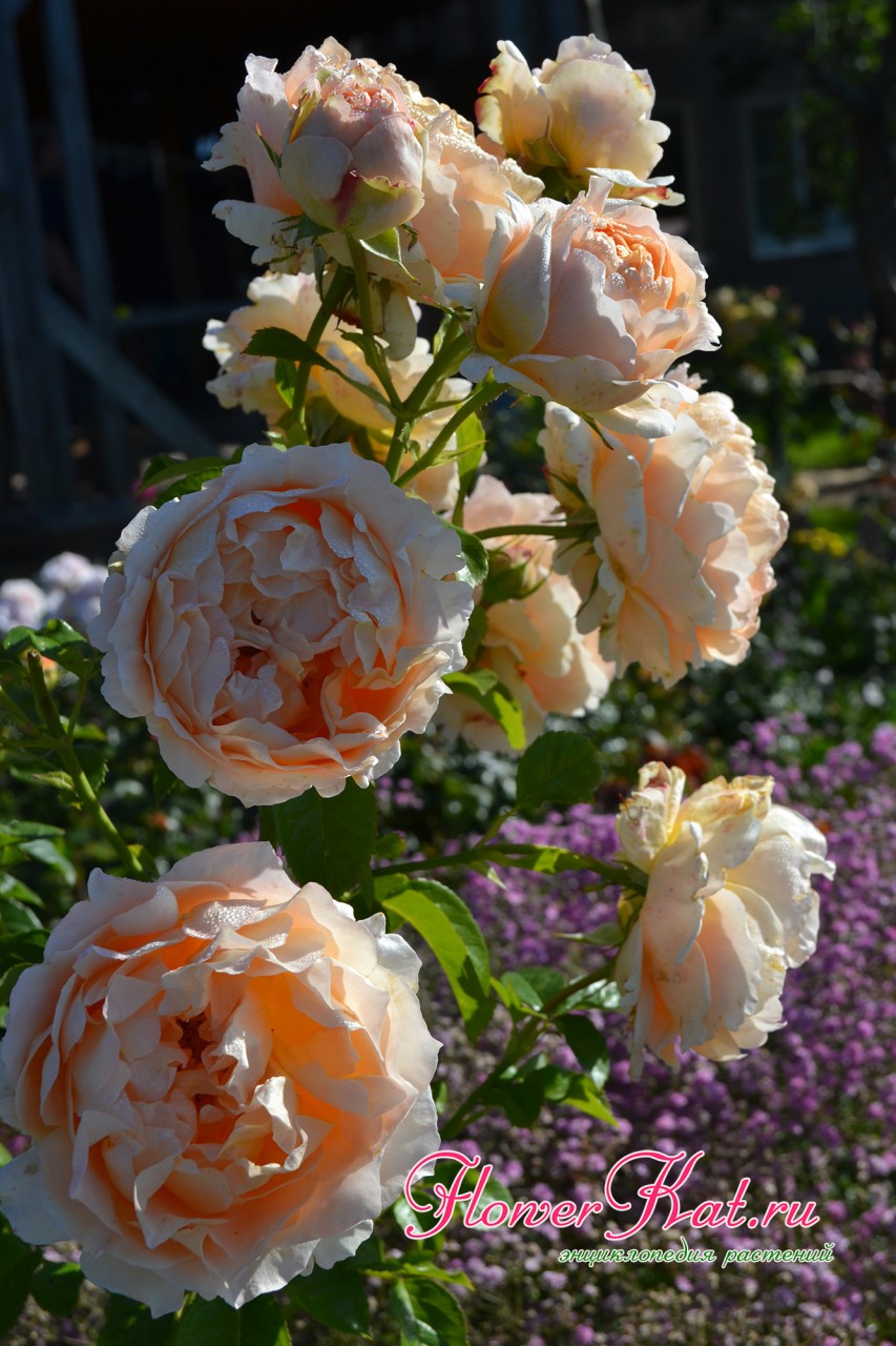 Фото летнего цветения розы Полька