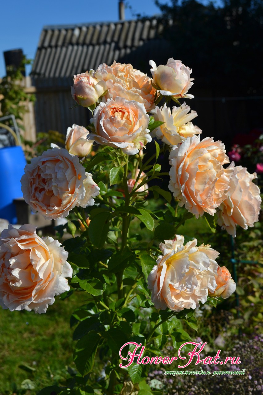 Фото крупного соцветия розы Полька (Polka)