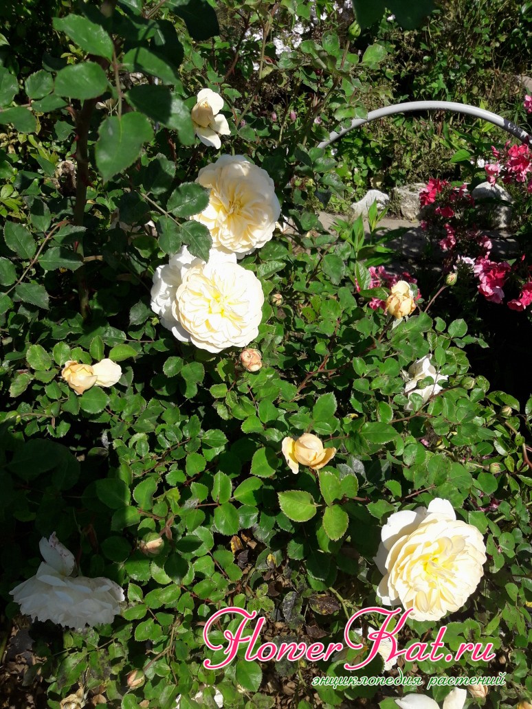 Цветение на коротких побегов розы Крокус Роуз