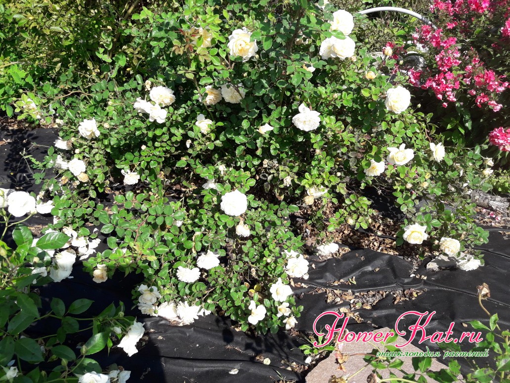 Ширина куста английской розы Крокус Роуз