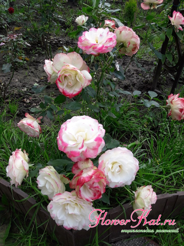 Вариации окраски розы Юбилей Приинца Монако в зависимости от типа почв