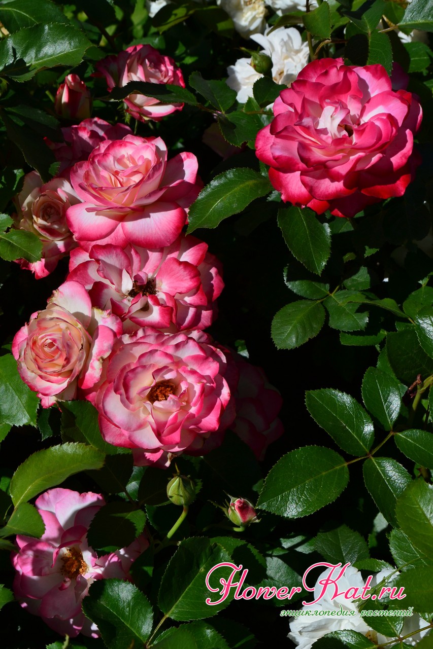 Несколько волн цветения розы Юбилей Принца Монако