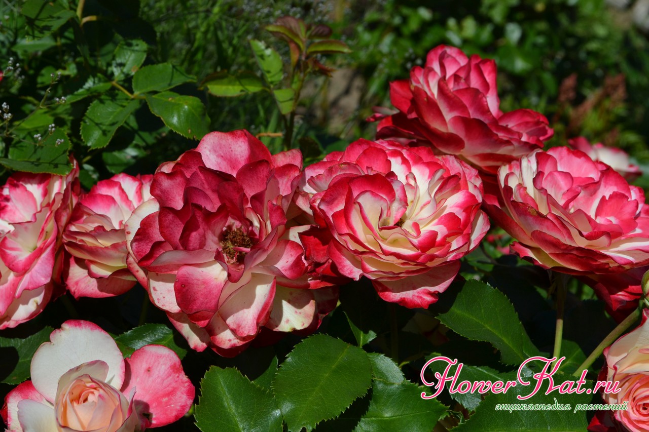 Фото нескольких бутонов розы Принц Монако