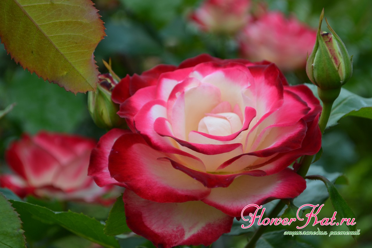 Красивое фото розы Принц Монако 
