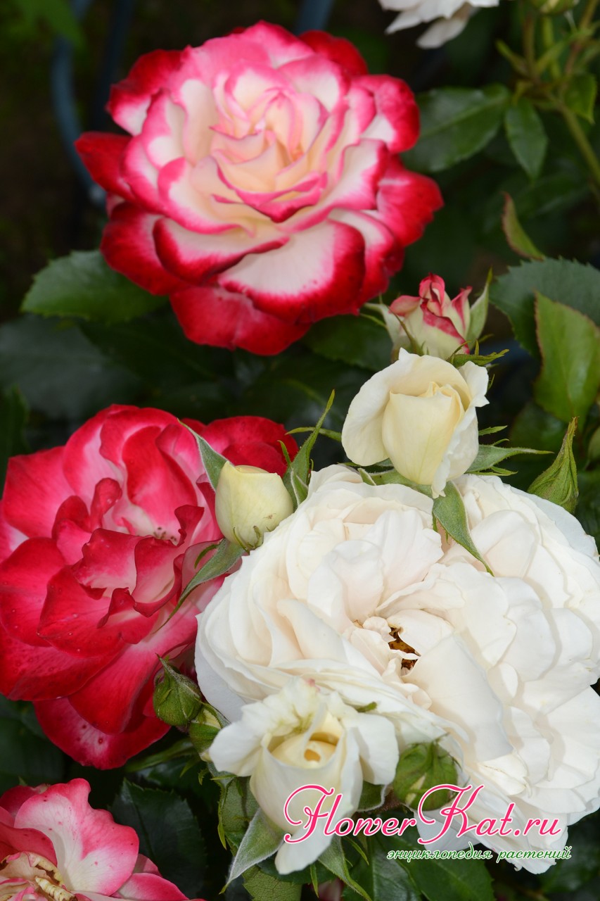 Сочетание розы Принц Монако с другими розами