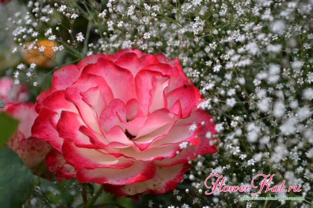Роза Юбилей Принца Монако с белой гипсофилой