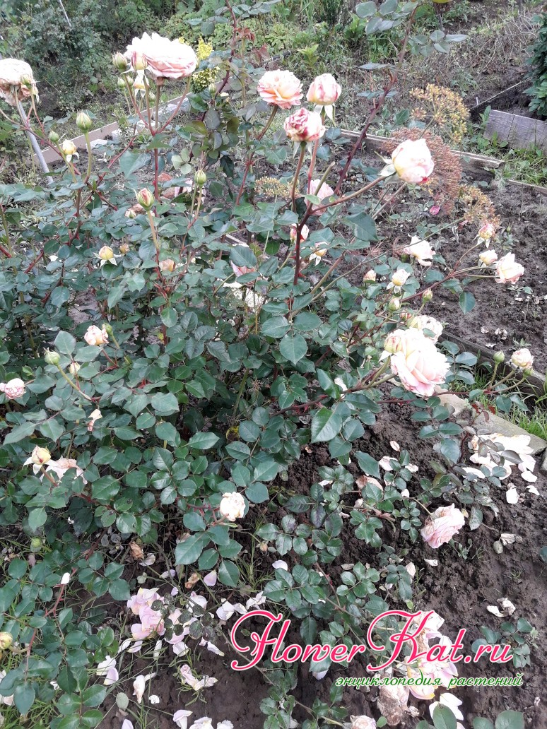 Фотография куста розы Аьрахам Дерби