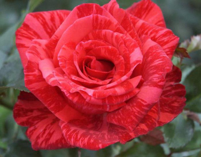 роза Ред Интуишн
