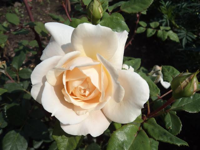 роза крокус роуз фото отзывы