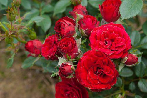 роза плетистая сантана описание