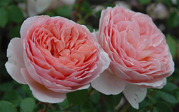 роза Абрахам Дерби - цветы