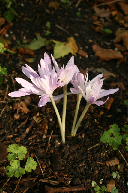 Цветок Безвременник: популярные сорта с фото, посадка и уход, размножение растения