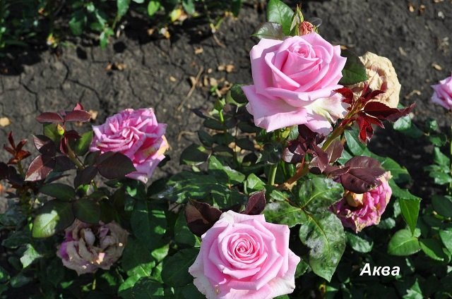 Роза АКВА: нежная красавица в саду