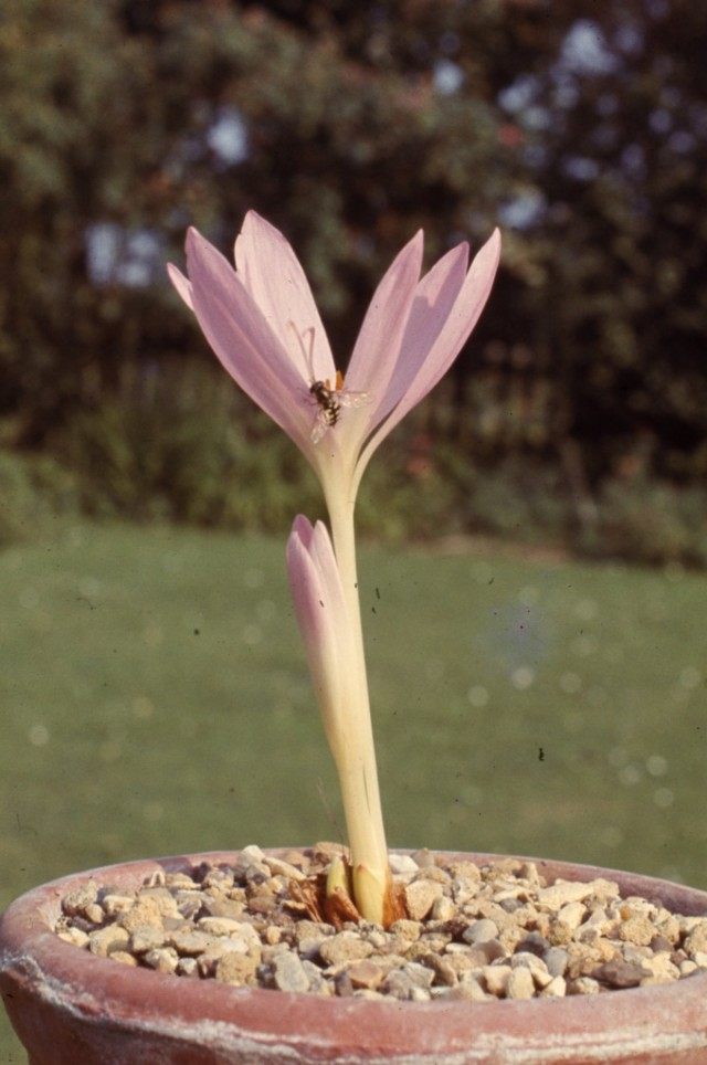 Безвременник Сибторпа (Colchicum sibthorpii)