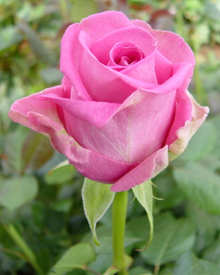 роза аква фото и описание