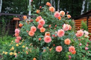 Роза Belvedere хорошо подходит для выращивания на штамбе.