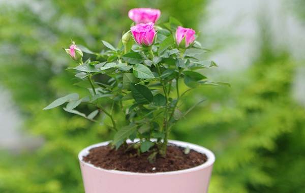Роза-Кордана-цветок-Описание-особенности-виды-и-выращивание-розы-Кордана-11
