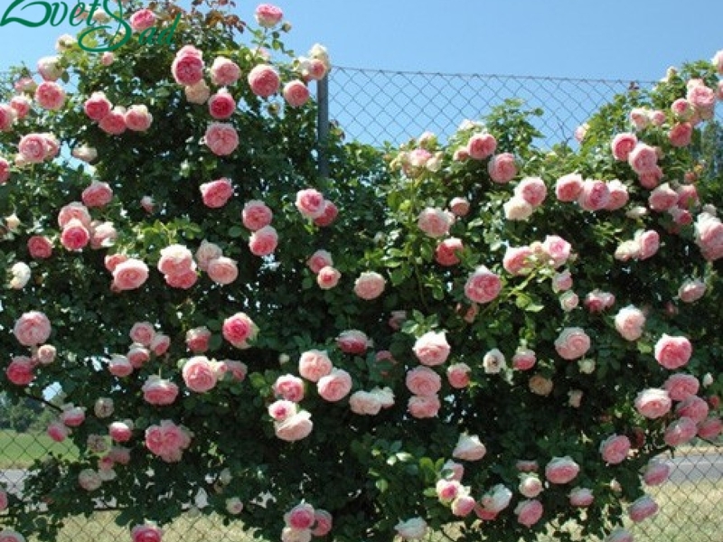 Цветущие розы Пьер де Ронсар
