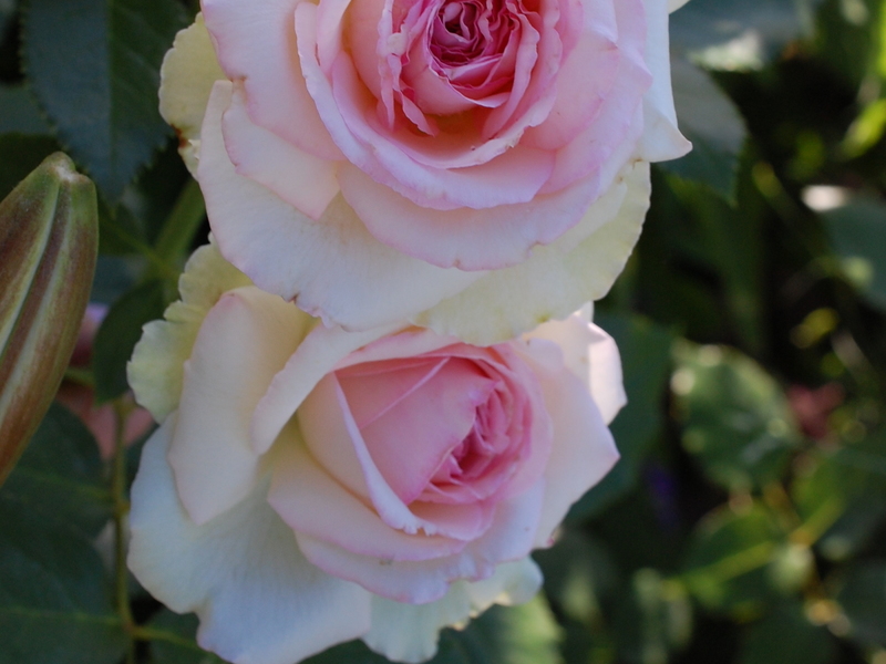 Нежные цветки розы Пьер де Ронсар