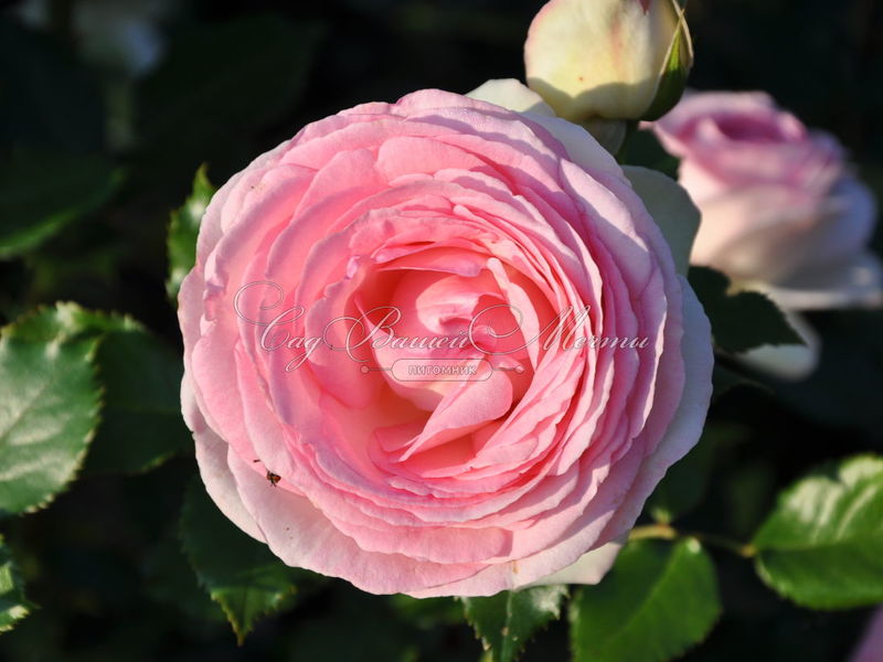 Посадка роз сорта Пьер де Ронсар