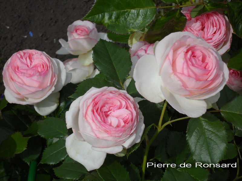 Сорт розы Пьер де Ронсар для клумб