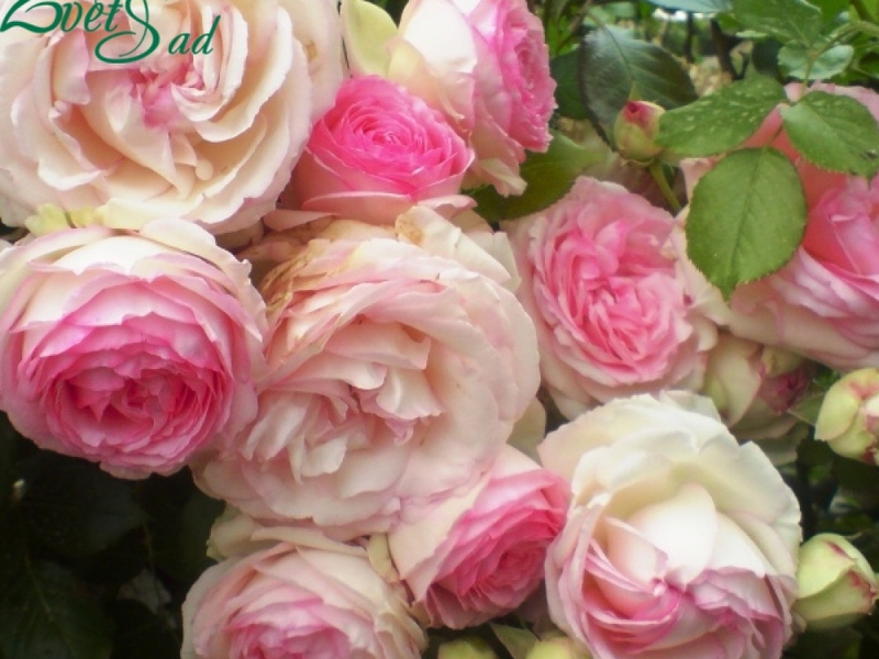 Как ухаживать за розами Пьер де Ронсар