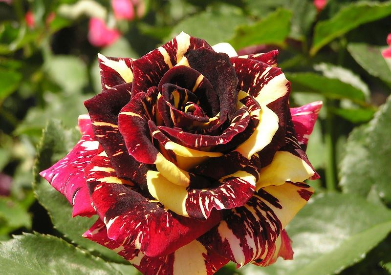 Абракадабра флорибунда Kordes 2002 – одна из разновидностей розы Абракадабра