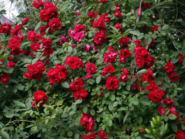 Завораживающая роза Симпатия с огромными цветами, собранными в гроздья