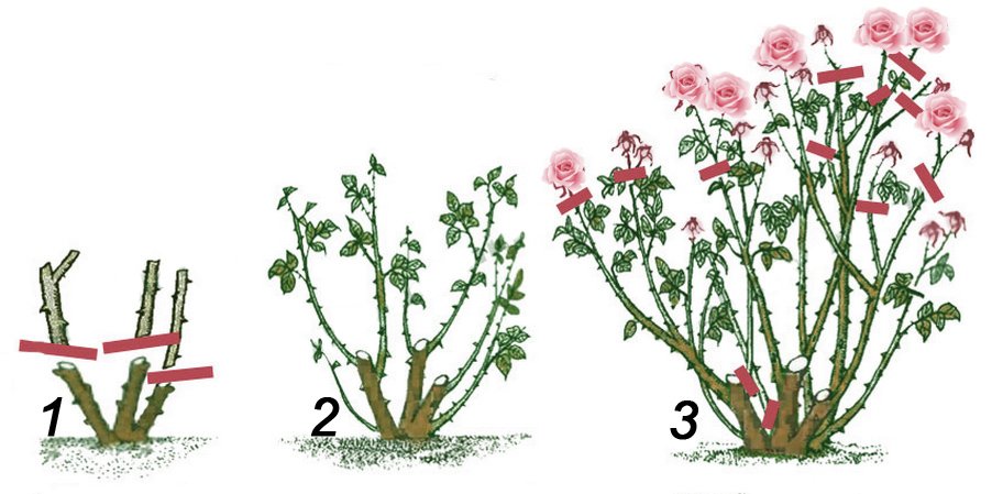 Обрезка роз в первые два сезона