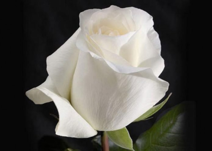Бутон розы Анастасия