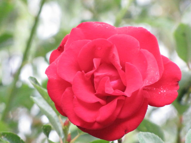 Плетистая роза Сантана: описание сорта, фото в саду, отзывы