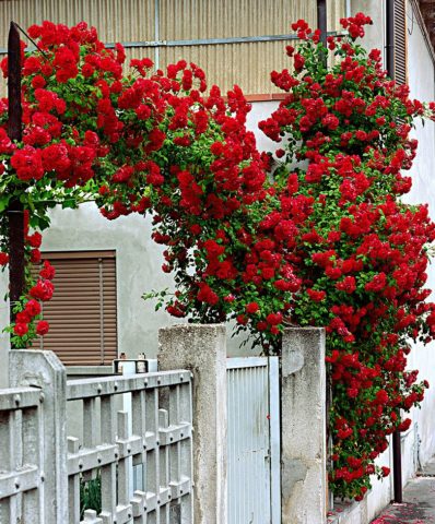Плетистая роза Сантана: описание сорта, фото в саду, отзывы
