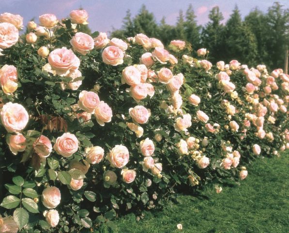 Плетистая роза Pierre de Ronsard (Пьер де Ронсар): описание сорта, видео